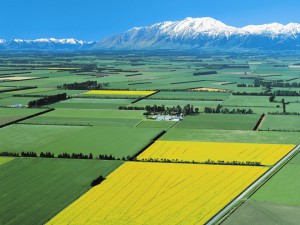 Noua Zeelanda terenuri agricole